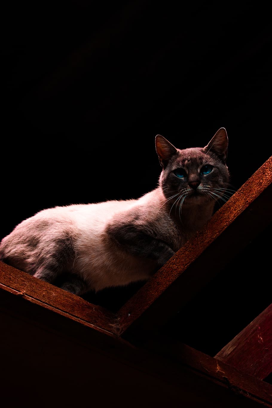 colombia, cat, exploring, animal, roofs, one animal, pets, domestic HD wallpaper