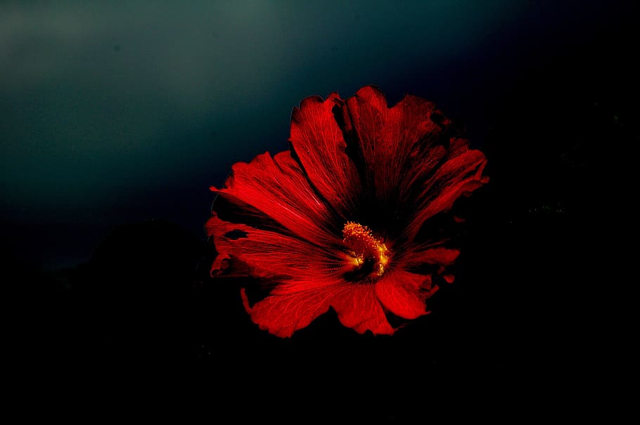 rose, hollyhock, red, bloom, dark, pestle, flower, garden, flowering plant HD wallpaper