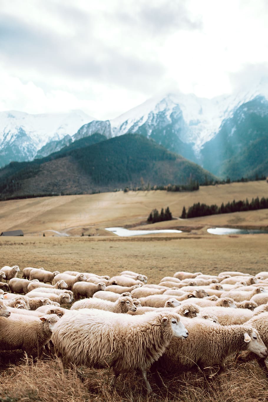 group of sheep in brown field, mountain, landscape, beauty in nature