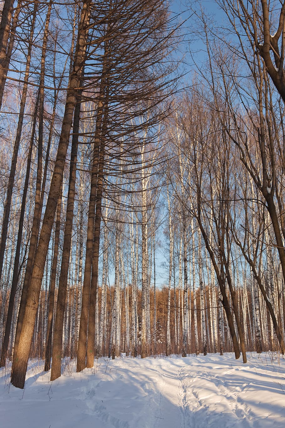 winter, ice, cold, trees, woods, snow, cold temperature, land HD wallpaper
