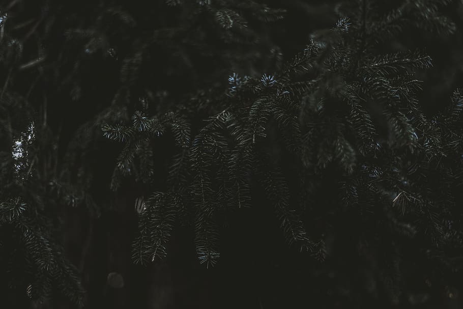 trees, forest, dark, light, pine tree, pine needle, leaves HD wallpaper