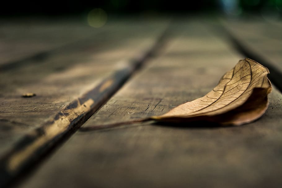 leaf, dry leaf, selective focus, wood - material, no people HD wallpaper