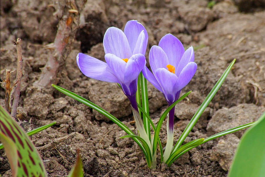 nature, flowers, spring, petals, colorful, plants, flora, flowering plant HD wallpaper