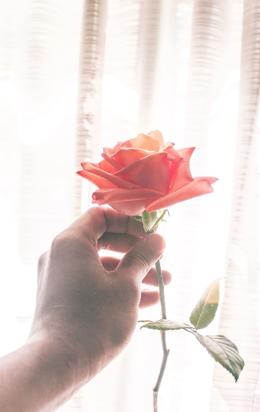 flower, wallpaper, hand, simple, clear, flowering plant, human hand HD wallpaper