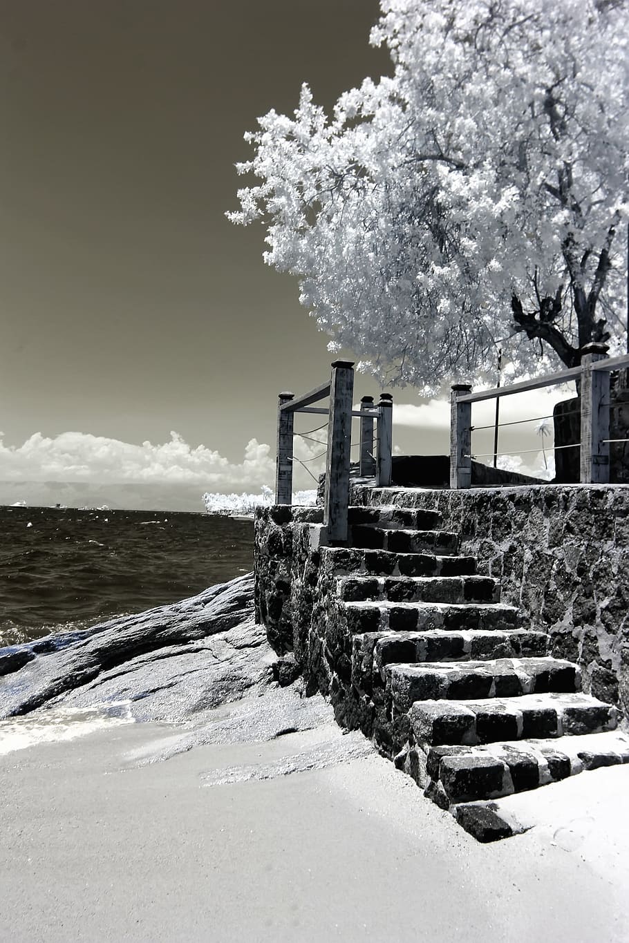 Photo of Trees and Stairs Near Ocean, beach, black and white HD wallpaper
