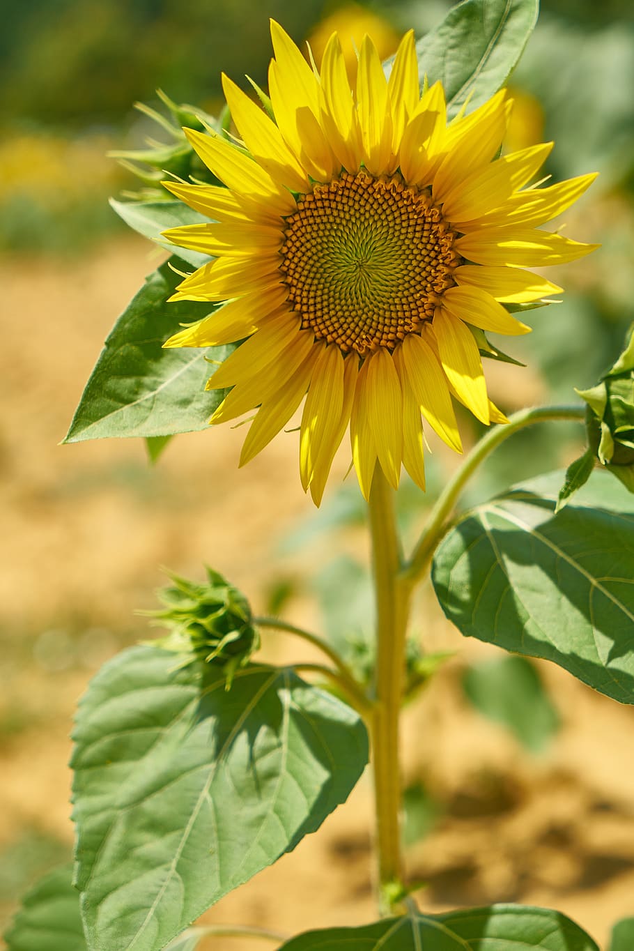 sunflower, yellow, beautiful, plant, flowers, nature, spring HD wallpaper