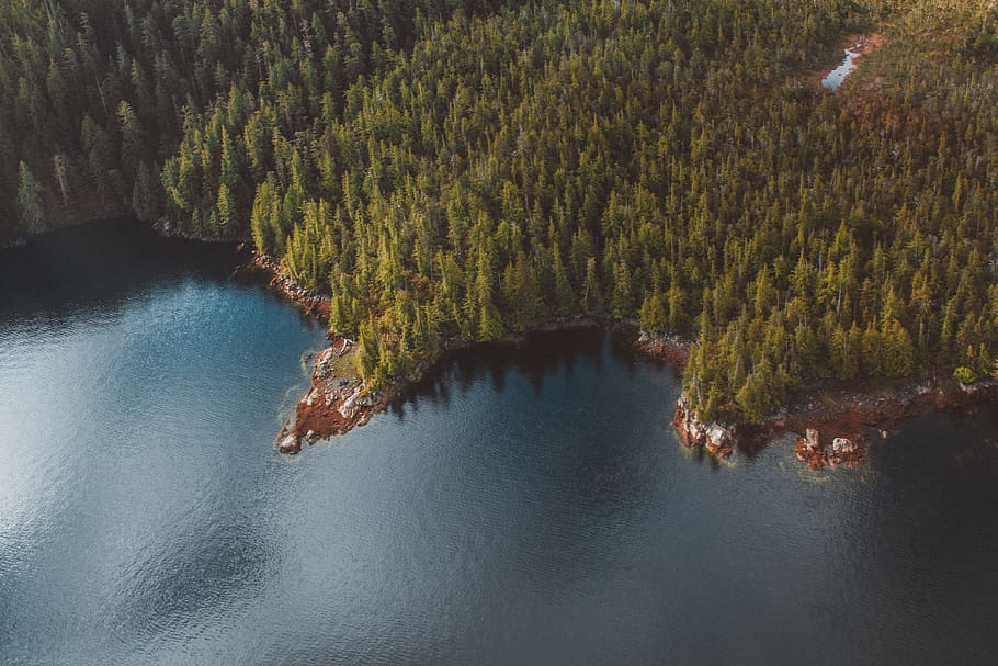 bird's eye view photography of trees, lake, forest, green, reflection HD wallpaper