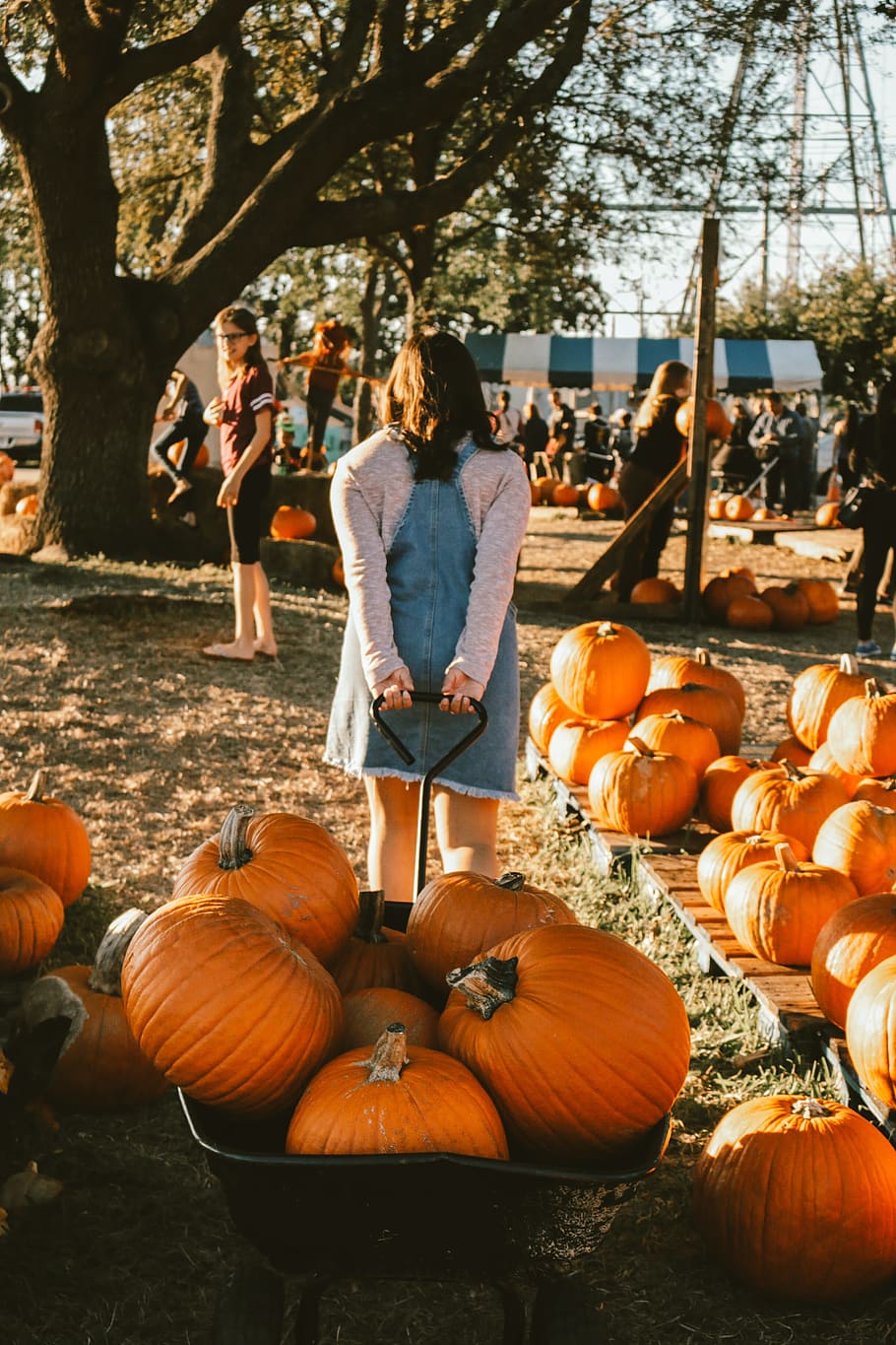 woman pulling wagon with pumpkins, tree, fall color, fall background HD wallpaper