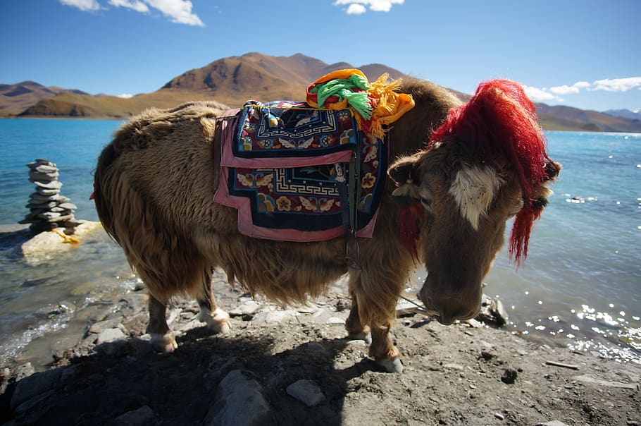 HD wallpaper: tibet, china, lake, yak, yamdrok, water, land, animal ...