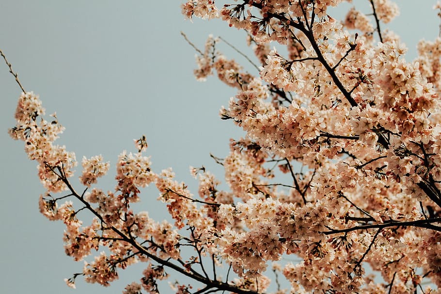 nature, plants, trees, flowers, orange, flowering plant, low angle view HD wallpaper