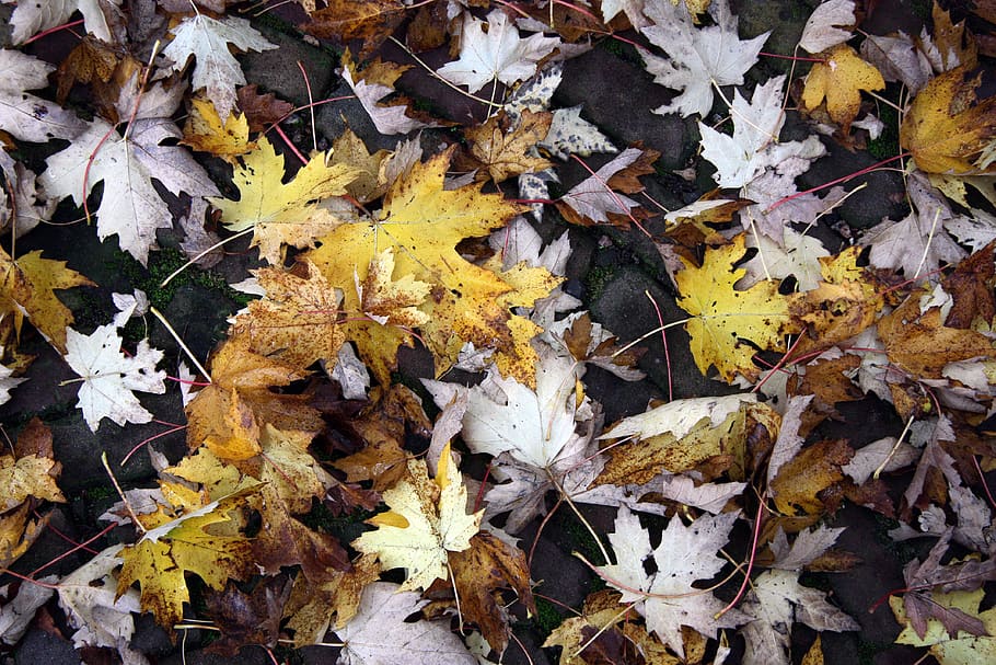 autumn leaves, background, change, leaf, plant part, dry, nature HD wallpaper