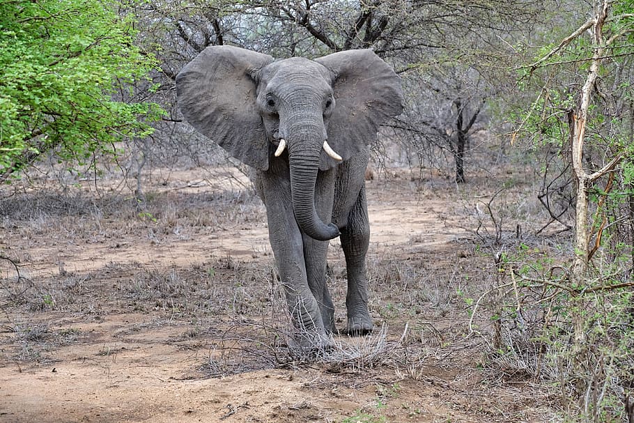 elephant standing surrounded by trees, wildlife, mammal, animal HD wallpaper