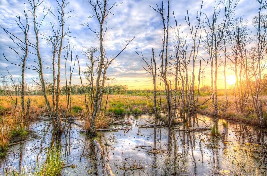 Golden Hour Photography of Bare Trees, clouds, grass, hdr, idyllic HD wallpaper