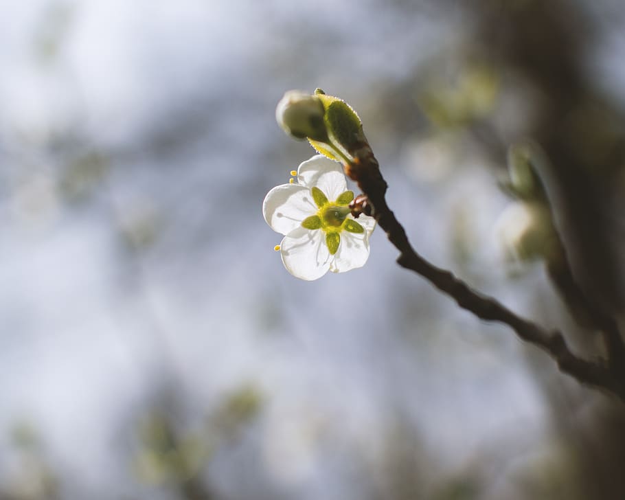 flower, plant, flowering plant, fragility, beauty in nature HD wallpaper