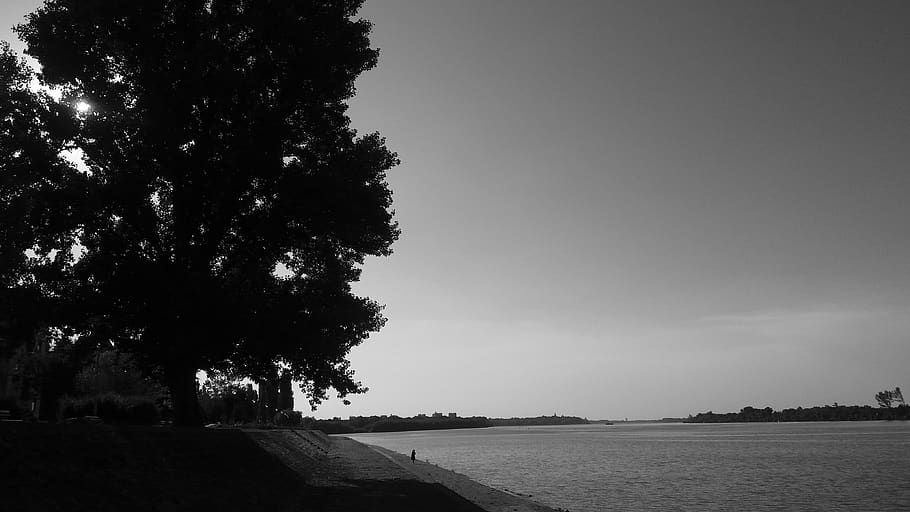 serbia, belgrade, tree, plant, sky, water, nature, day, tranquility HD wallpaper