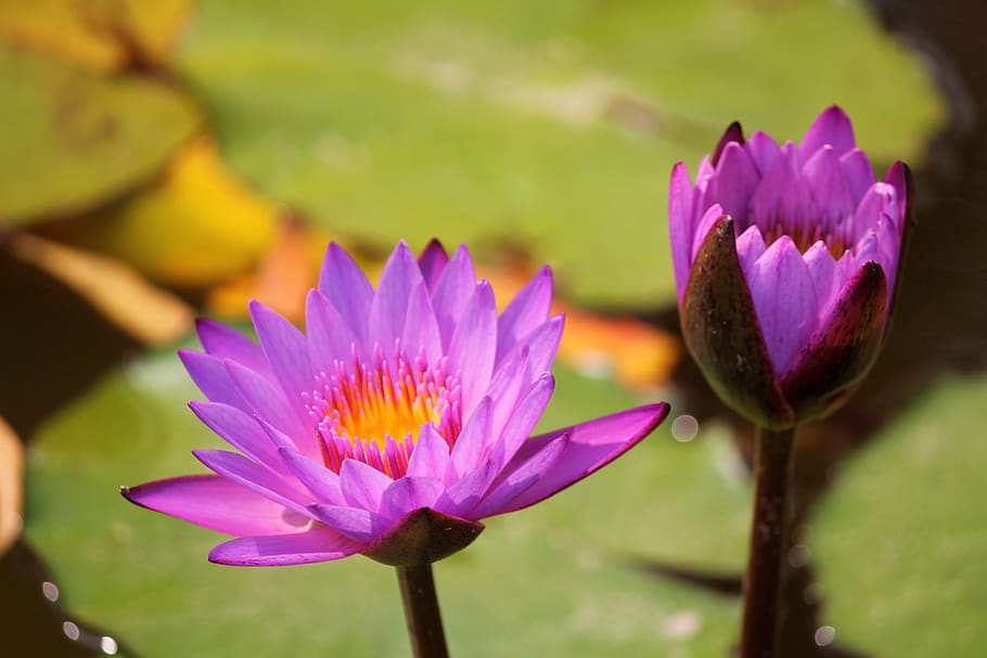 why lotus is national flower of india