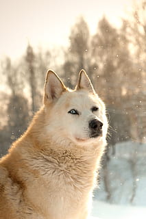 beige wolf, animal, dog, mammal, pet, canine, husky, nature, white dog HD wallpaper