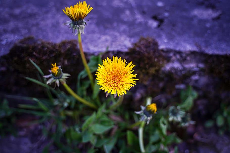 dandelion, bloom, yellow, green, plant, nature, spring, meadow HD wallpaper