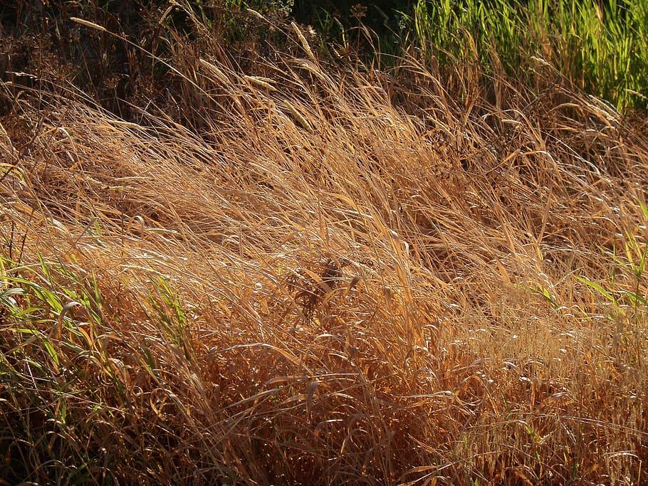 grass, windy, hot, summer, verão, restolho, palha, plant, land HD wallpaper