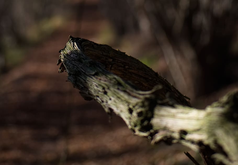 branch, wood, tree, forest, autumn, landscape, green, structure HD wallpaper