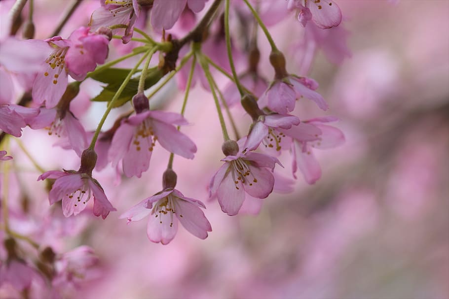 blossom, flowers, park, spring, garden, nature, season, flora HD wallpaper