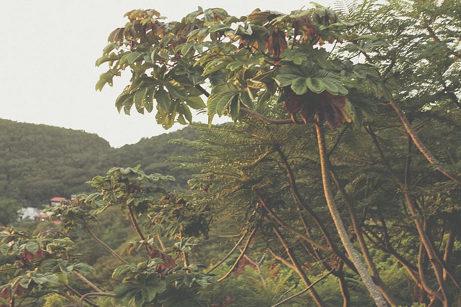 plant, bush, vegetation, tree, outdoors, rainforest, land, nature HD wallpaper