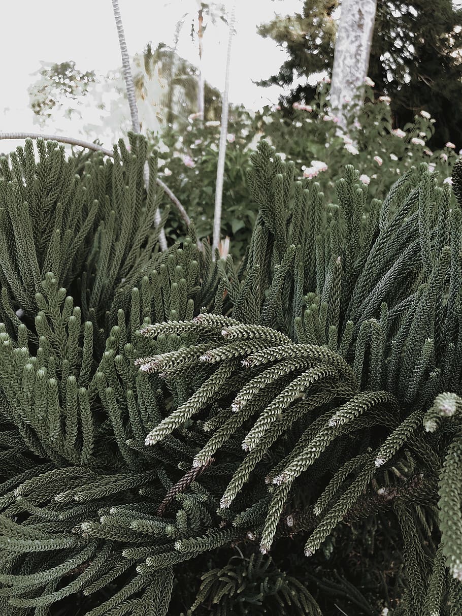 trees, green, plant, serneity, iphone, growth, green color HD wallpaper