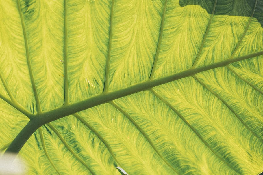 Close-Up Photo of Leaf, 4k wallpaper, environment, fresh, freshness HD wallpaper