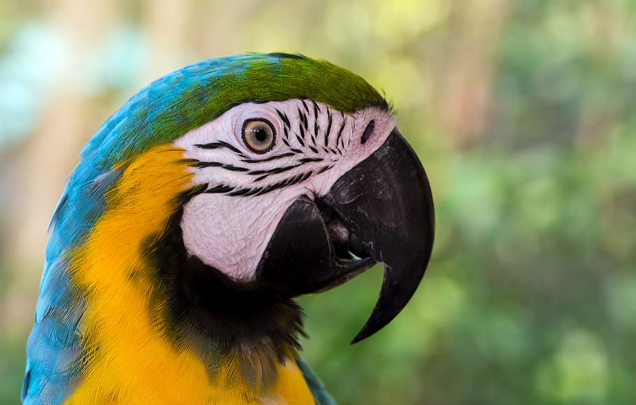 blue-and-yellow macaw, animal themes, bird, vertebrate, animal wildlife HD wallpaper