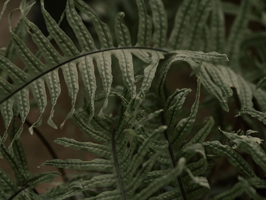 green fern, close-up, plant part, leaf, growth, beauty in nature HD wallpaper