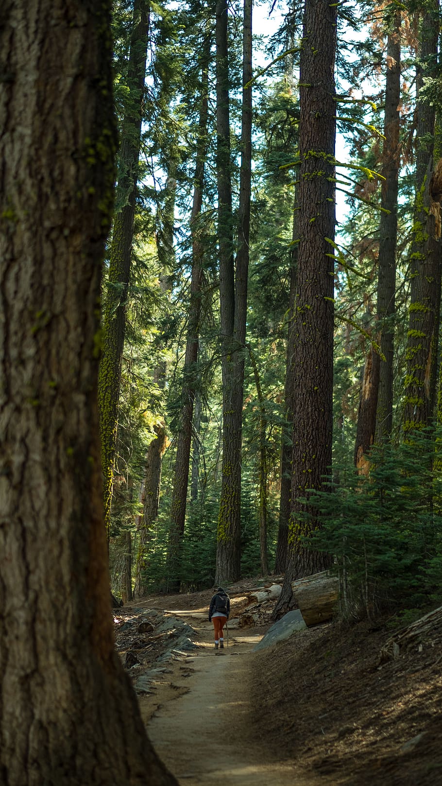 hiking, trees, yosemite, forest, wilderness, outdoor, walking HD wallpaper