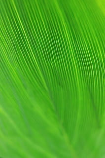 green, leaf, bokeh, macro, plant, texture, light, art, graphics HD wallpaper