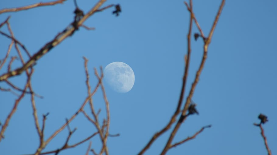 moon, tree, sky, blue, branch, plant, low angle view, nature HD wallpaper