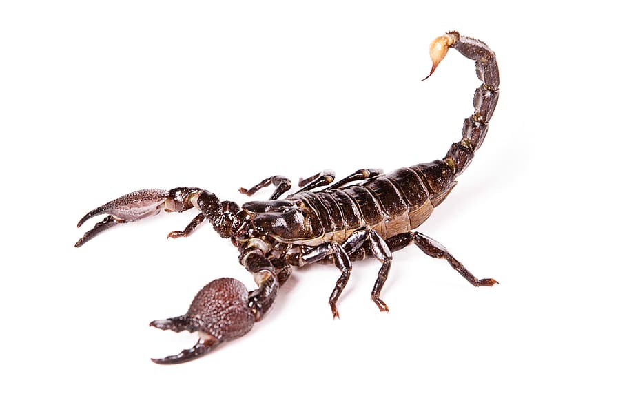 scorpion, white, animal, isolated, wild, background, wildlife