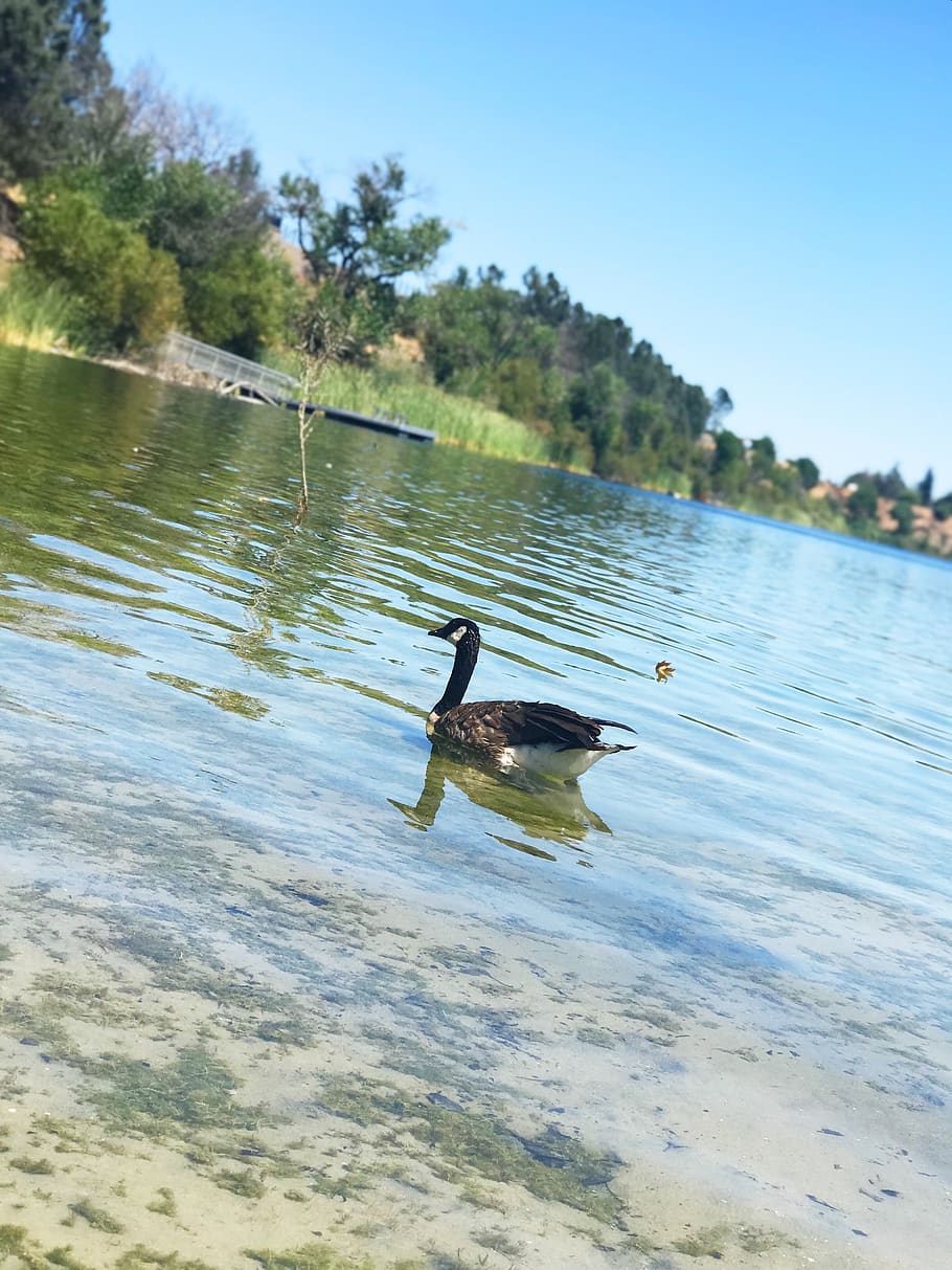 united states, pleasanton, shadow cliff lake, pato, summer