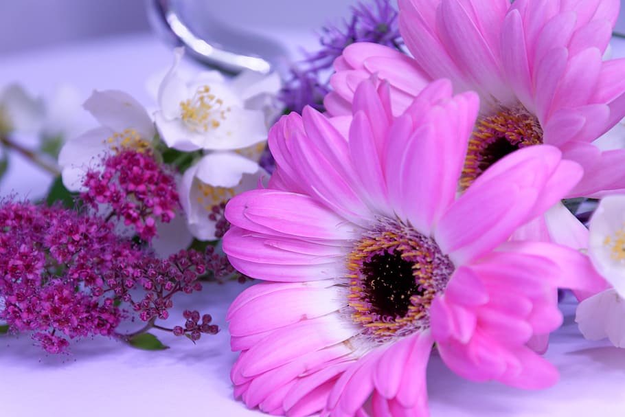 Pink Petaled Flower in Bloom, beautiful, blooming, blossom, botanical, HD wallpaper