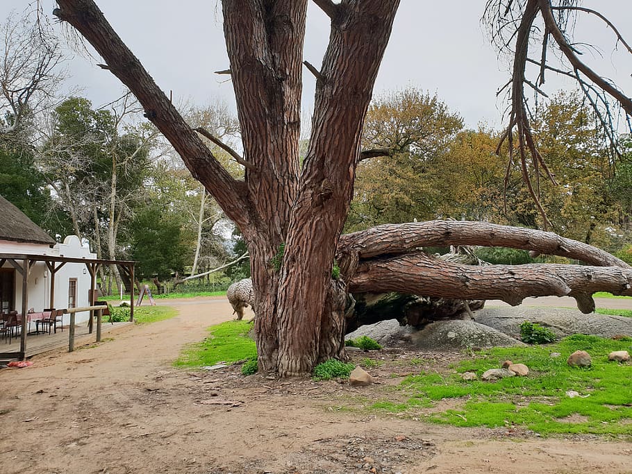 tree, tree trunk, plant, ground, cape town, south africa, sheep HD wallpaper