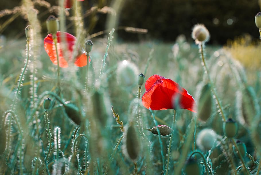 selective focus photography of several common poppy flowers, plant, HD wallpaper