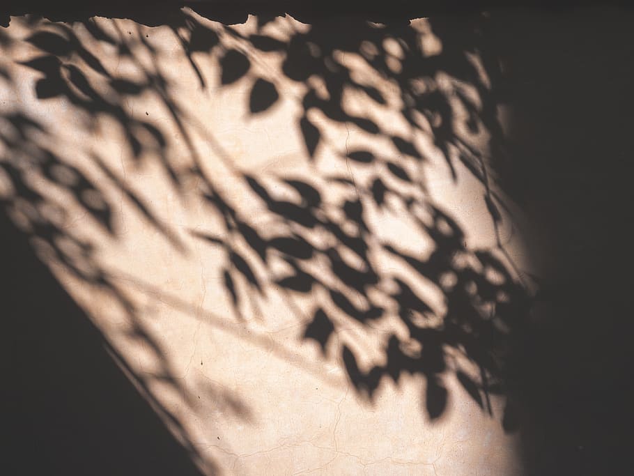 text, calligraphy, handwriting, shadow, wall, dark, plant, leaves HD wallpaper