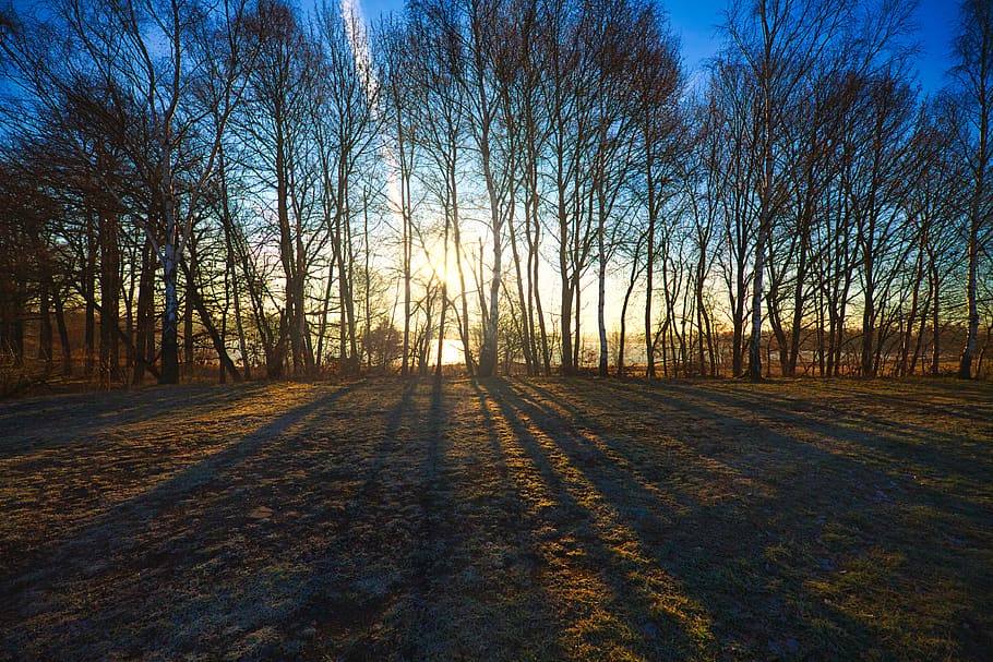 sunrise, trees, fields, ponds, landscape, nature, sky, clouds HD wallpaper