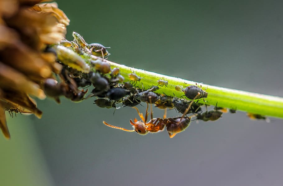 Free download | HD wallpaper: ant, blackfly, lice, macro, insect ...