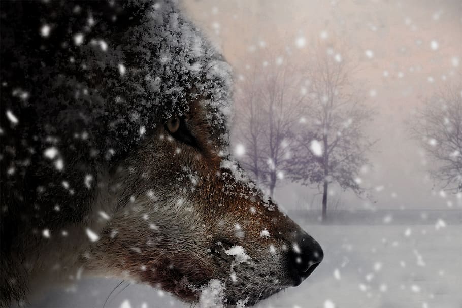 wolf, animal, mammal, nature, carnivores, grey, wild, winter, HD wallpaper