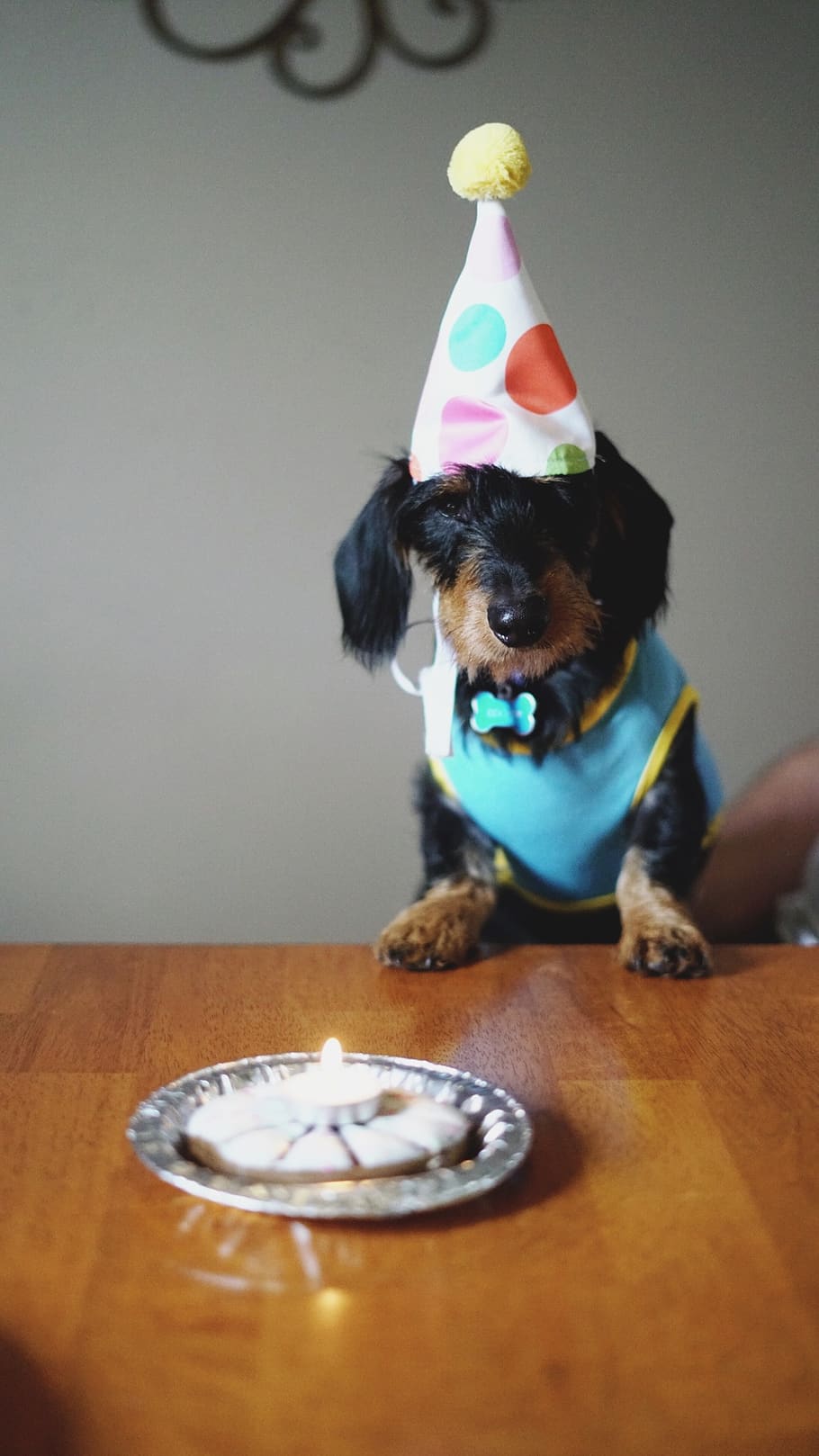 Black and Brown Long Coated Dog Birthday, adorable, animal, breed, HD wallpaper