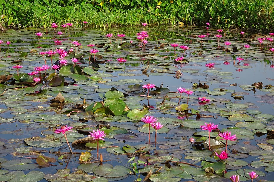 lily, flower, red water lily, pond, nature, aquatic, lal shapla, HD wallpaper