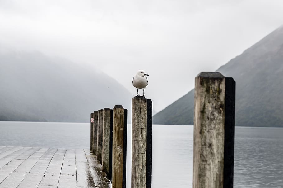 White Bird Perching on Dock Post, beach, dawn, daylight, fog HD wallpaper