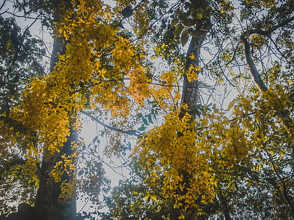 plant, tree, tree trunk, light, flare, india, cochin, sunlight HD wallpaper