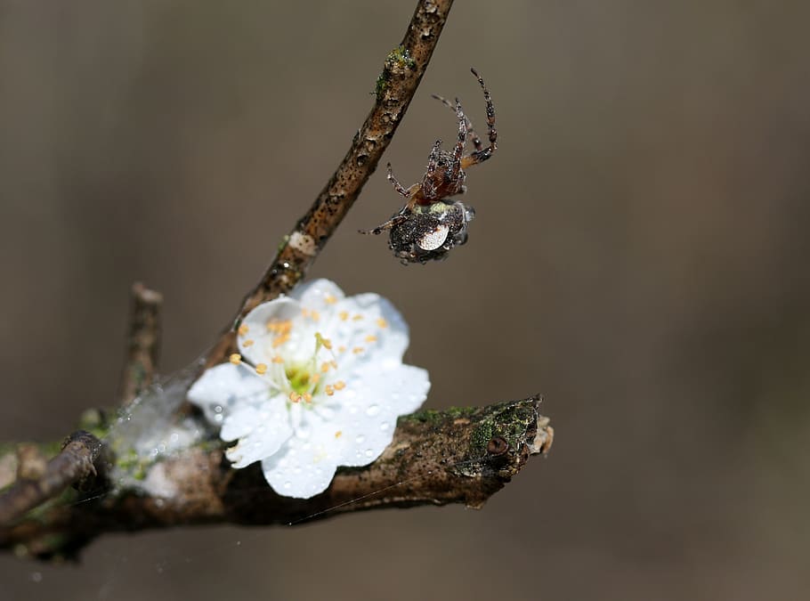 spider, flower, white, spider web, hooked, plant, close-up HD wallpaper