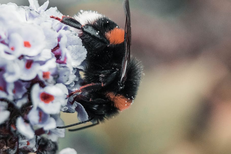 hummel, bee, wasp, macro, close up, animal, animal themes, one animal HD wallpaper