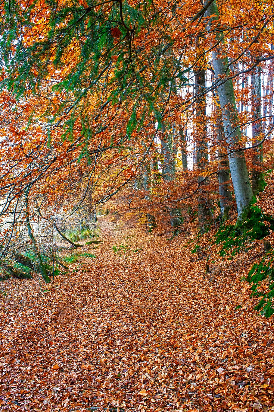 autumn, nature, forest, tree, fall foliage, landscape, away HD wallpaper