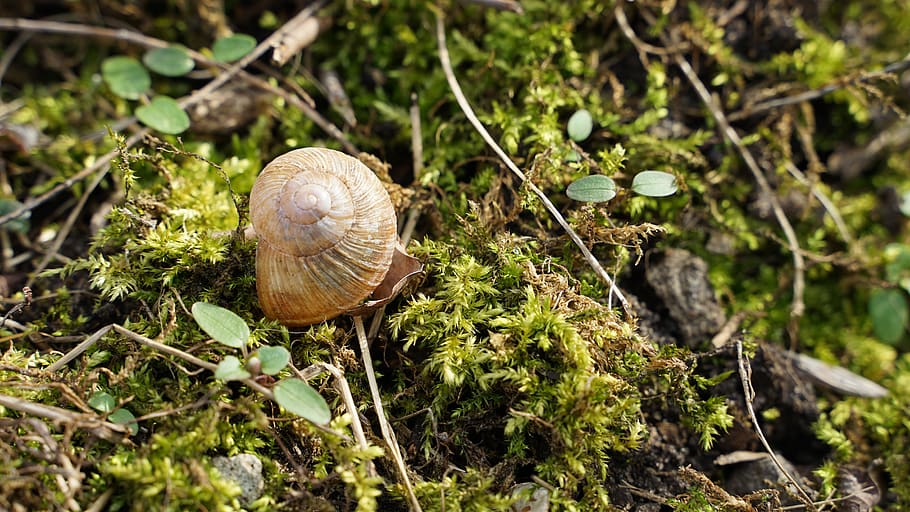 shell, background, macro, spiral, nature, animal world, beautiful HD wallpaper